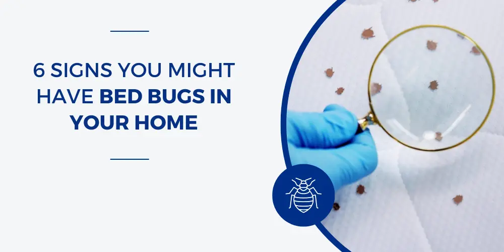 6-Signs-You-Might-Have-Bed-Bugs-in-Your-Home