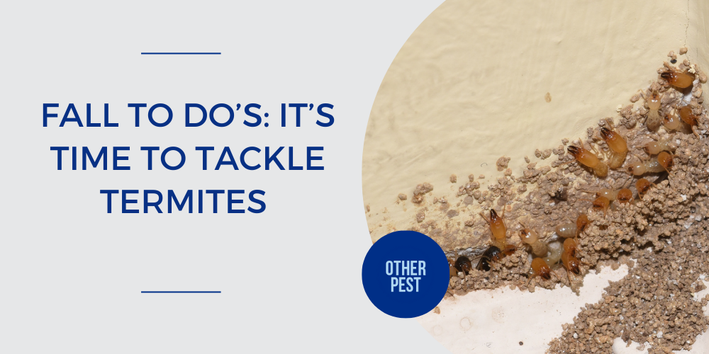 Fall To Dos: It’s Time to Tackle Termites