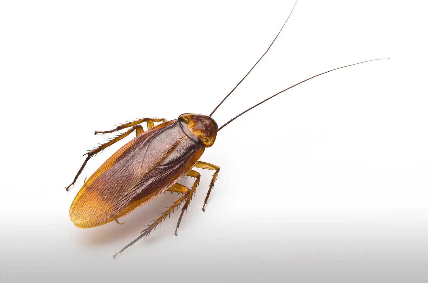 cockroach-1 cockroach-1