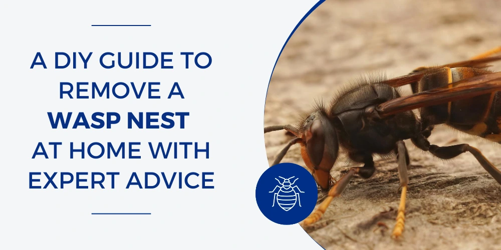 A DIY Guide to Remove a Wasp Nest at Home With Expert Advice - Bug & Weed Mart