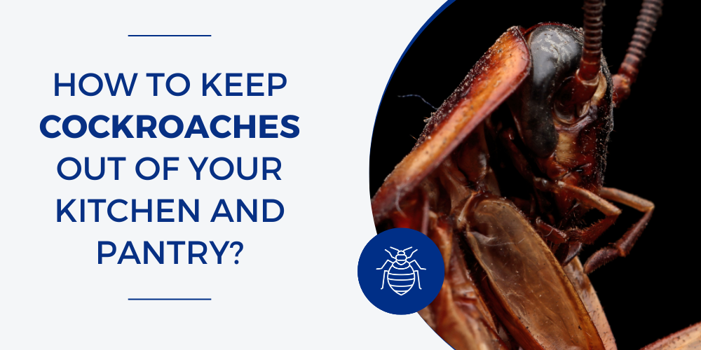 How to Keep Cockroaches Out of Your Kitchen and Pantry