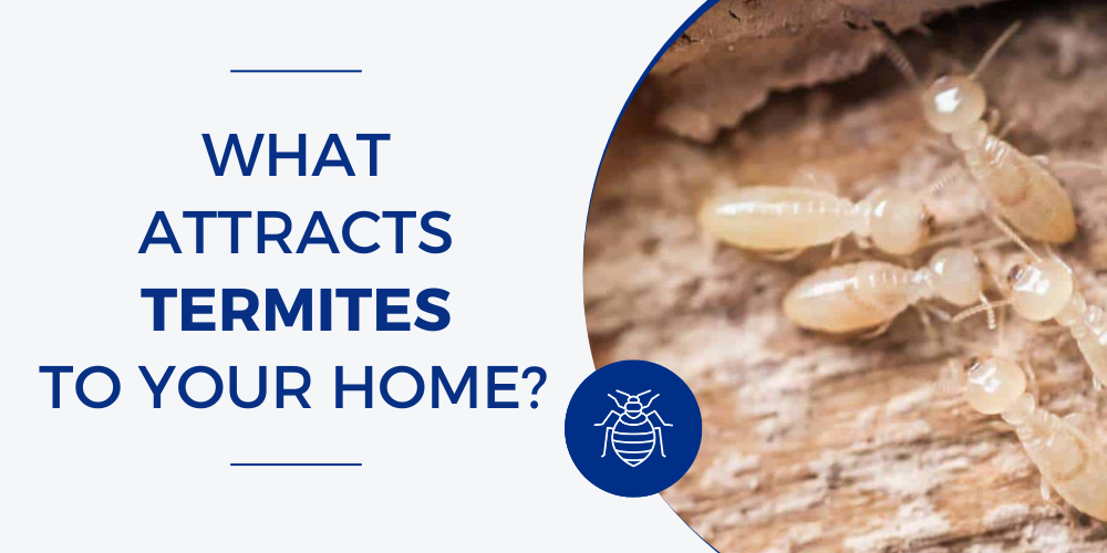 What Attracts Termites to Your Home? Common Causes and How to Prevent Them