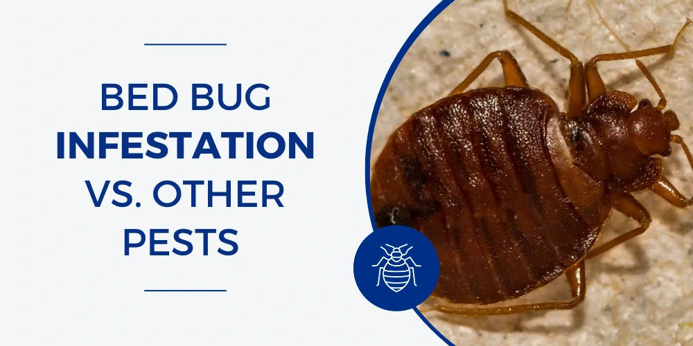 Bed Bug Infestation vs. Other Pests How to Tell the Difference