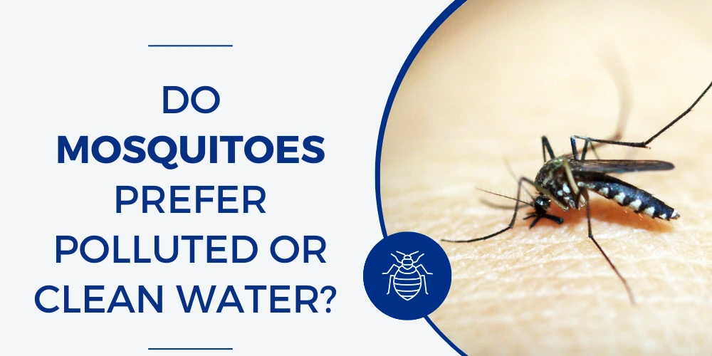 Do Mosquitoes Prefer Polluted or Clean Water? How Their Habitat Affects Disease Spread