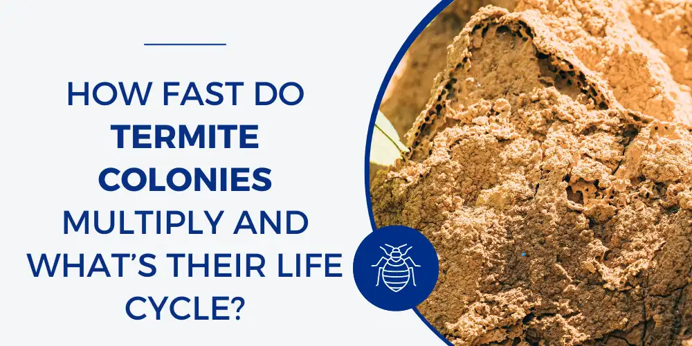 How Fast Do Termite Colonies Multiply and What’s Their Life Cycle
