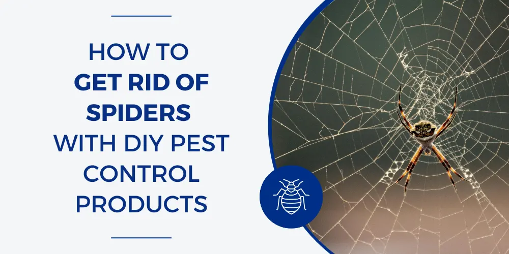 How to Get Rid of Spiders with DIY Pest Control Products