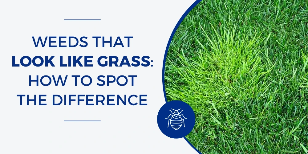 Weeds That Look Like Grass: How to Spot the Difference