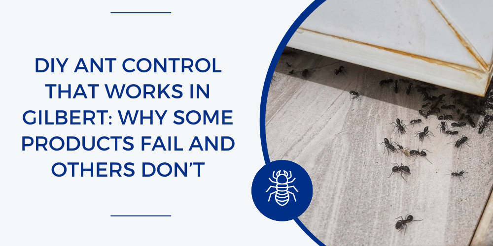 DIY ant control Gilbert, AZ