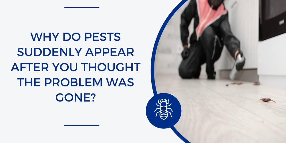 pests keep coming back