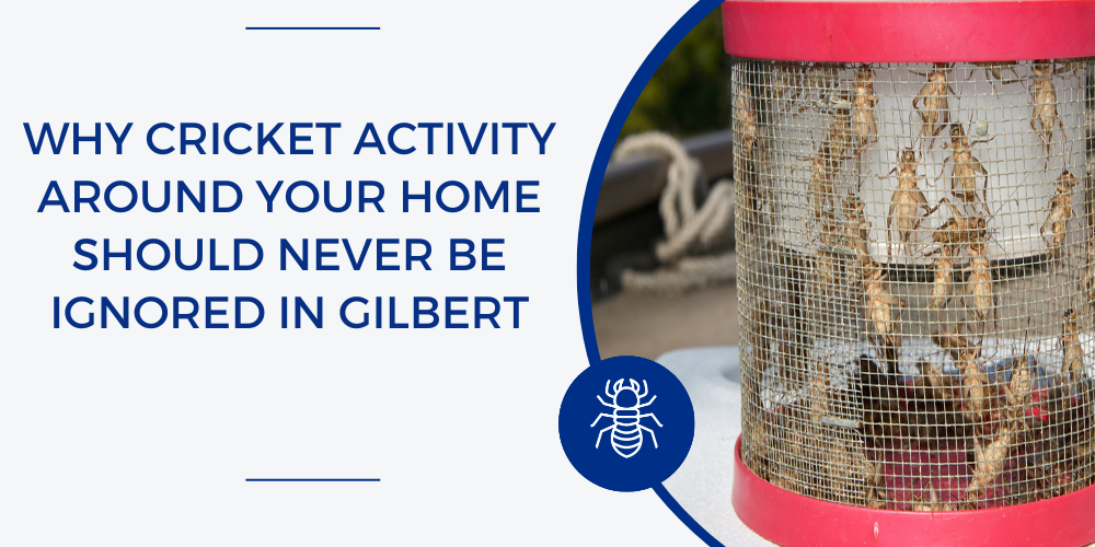 cricket activity around home