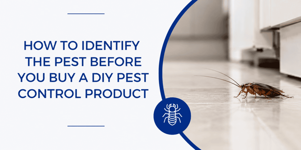 How to Identify a Cockroach Before Buying Pest Control
