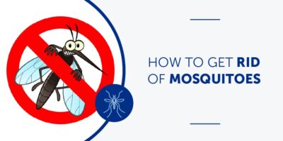 How to Get Rid of Mosquitoes