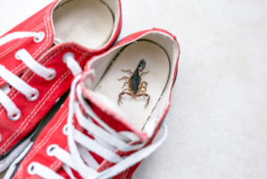 How to Get Rid of Scorpions in Your Home snd shoes