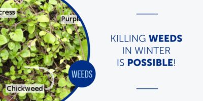 Killing Weeds in Winter IS Possible!