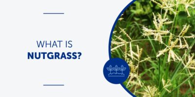 What is Nutgrass