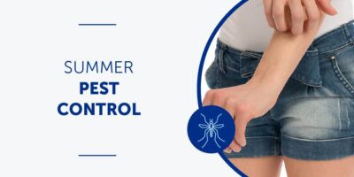 Summer pest control fighting mosquitos